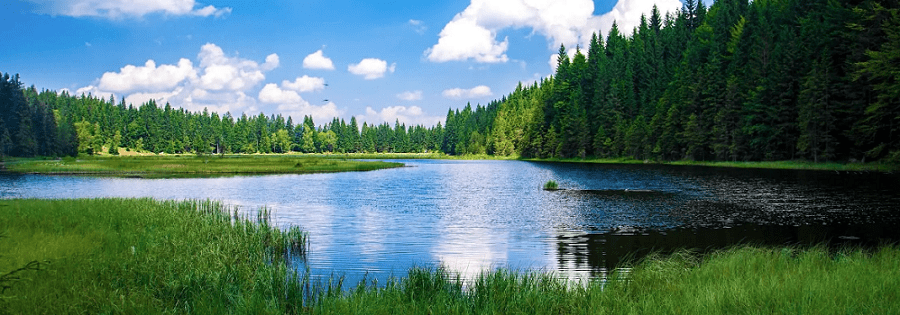 Lake and trees